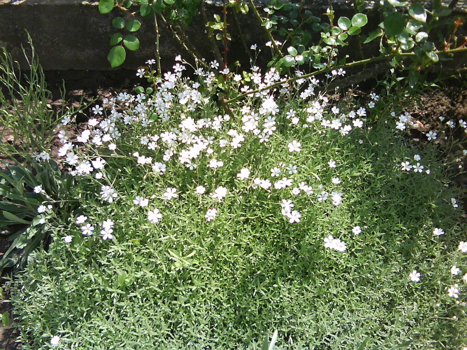 DSC01521.JPG