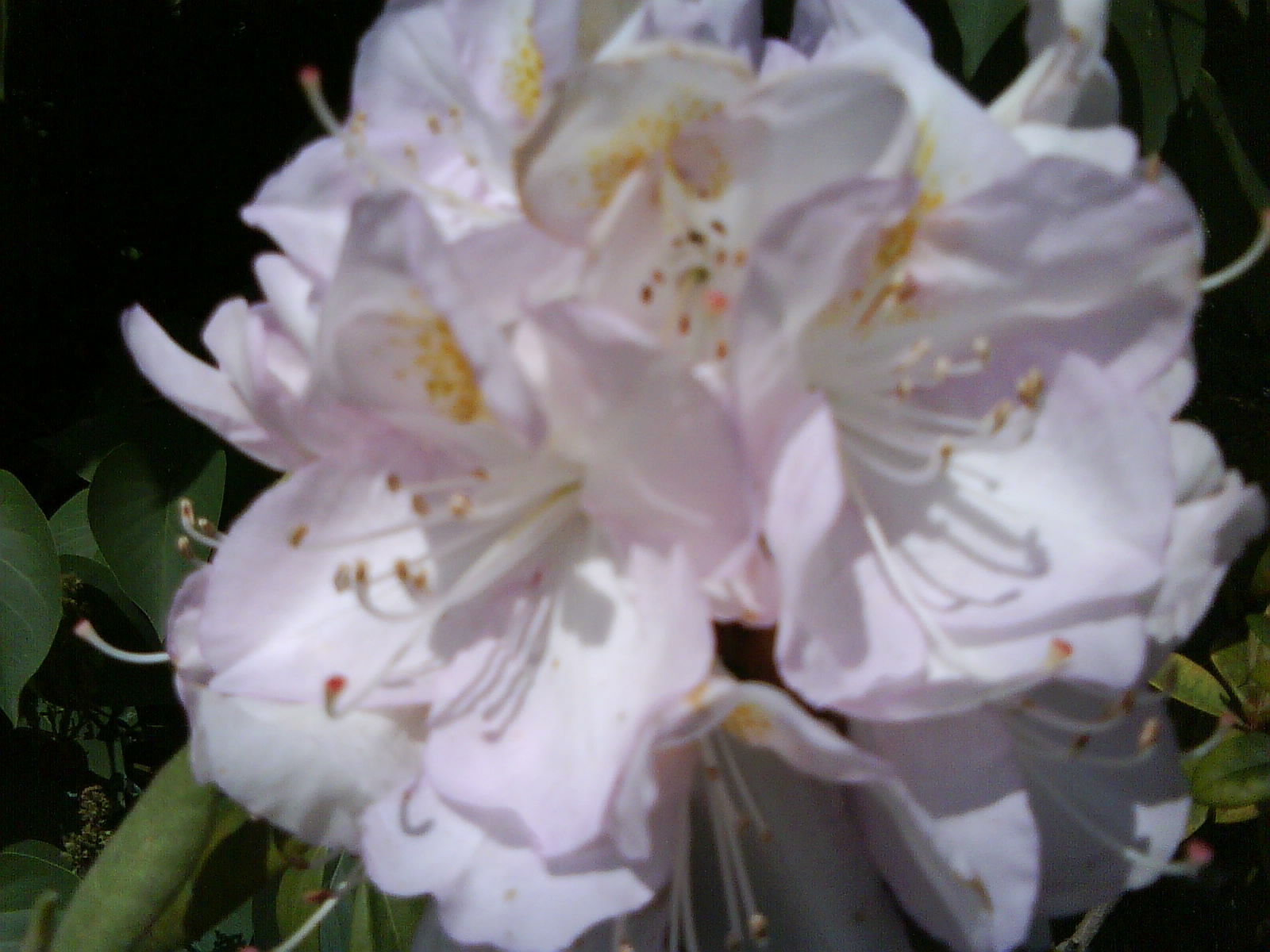 DSC01524.JPG