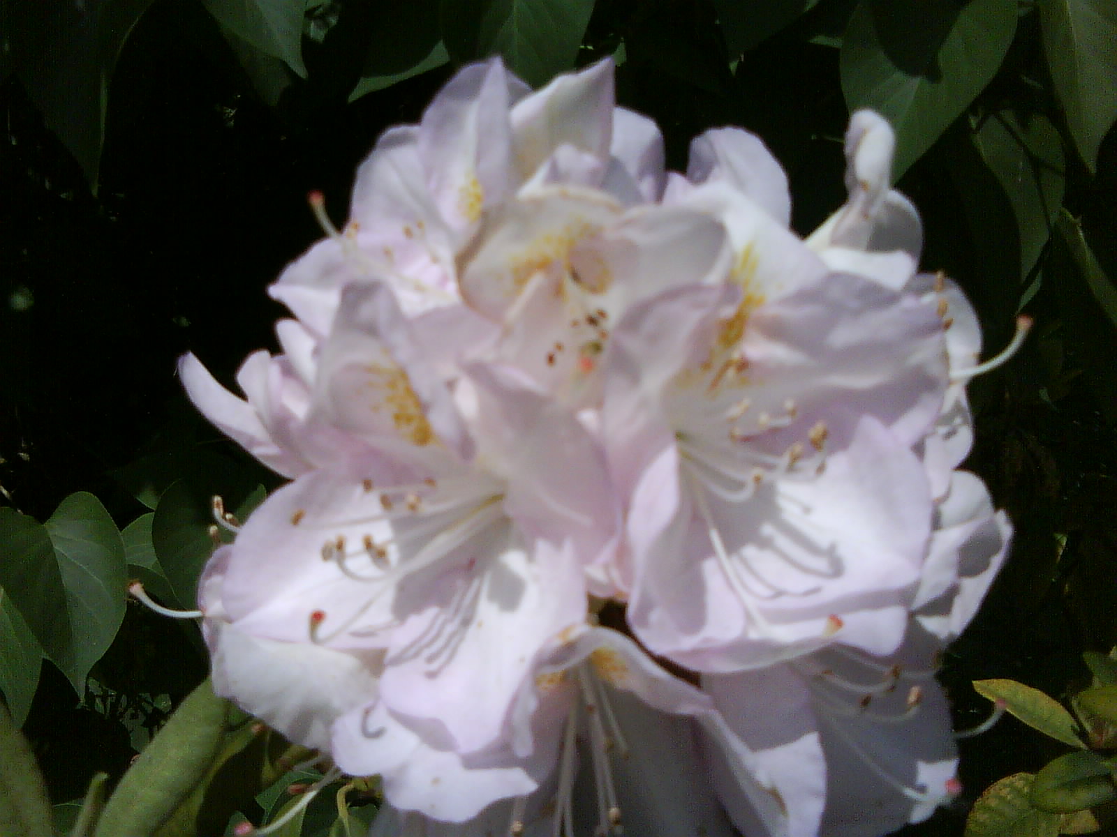 DSC01525.JPG