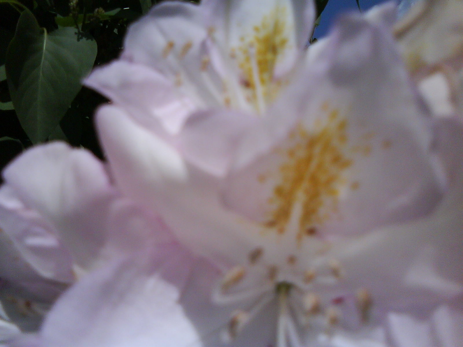 DSC01526.JPG